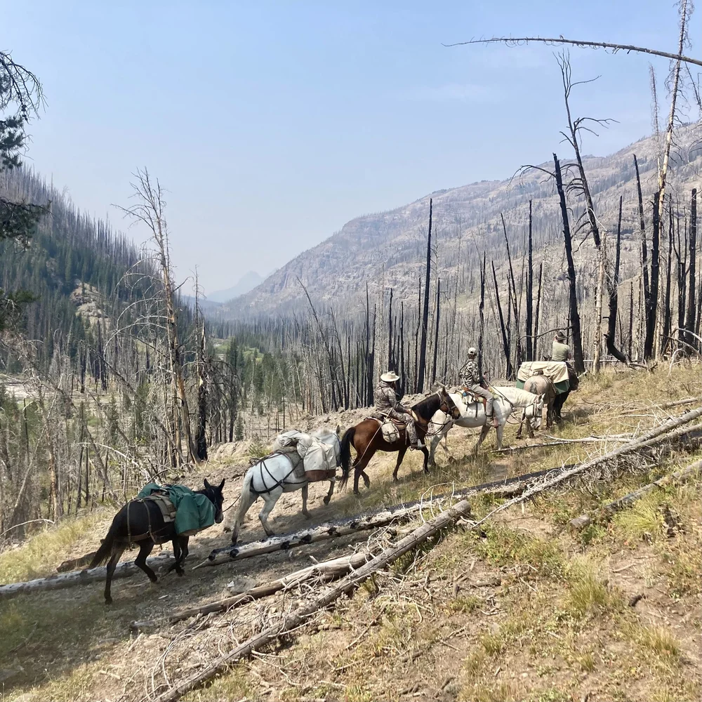 Backcountry Horse Packing Trips — Wilderness Trails Outfitters