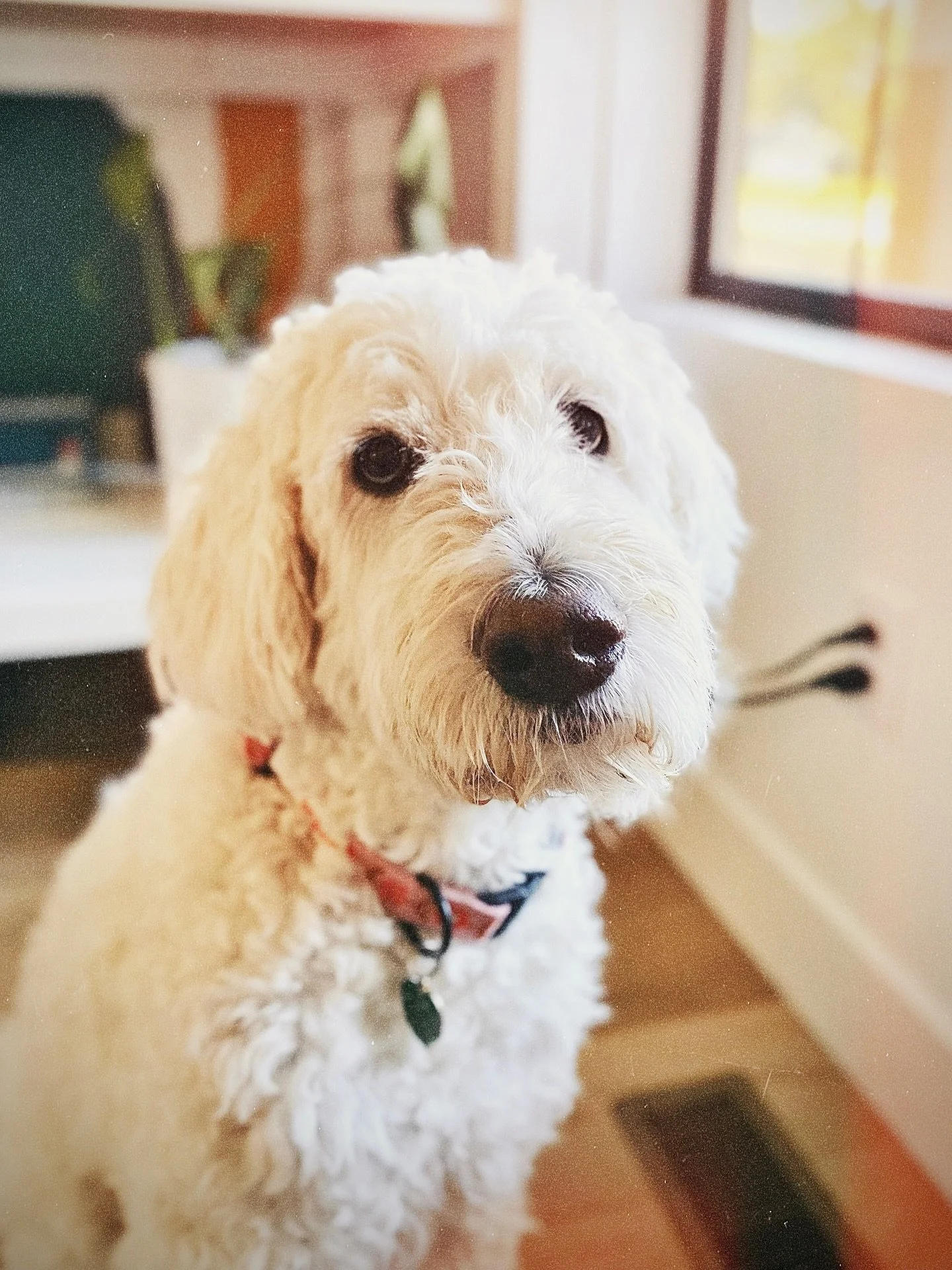 We said goodbye to our beloved Smuckers 🌈 She passed peacefully after a short, brave fight with leukemia, and our hearts are forever changed.

Smuckers was hilarious. Wild. Truly one of a kind. Everyone she met fell in love with her and she returned