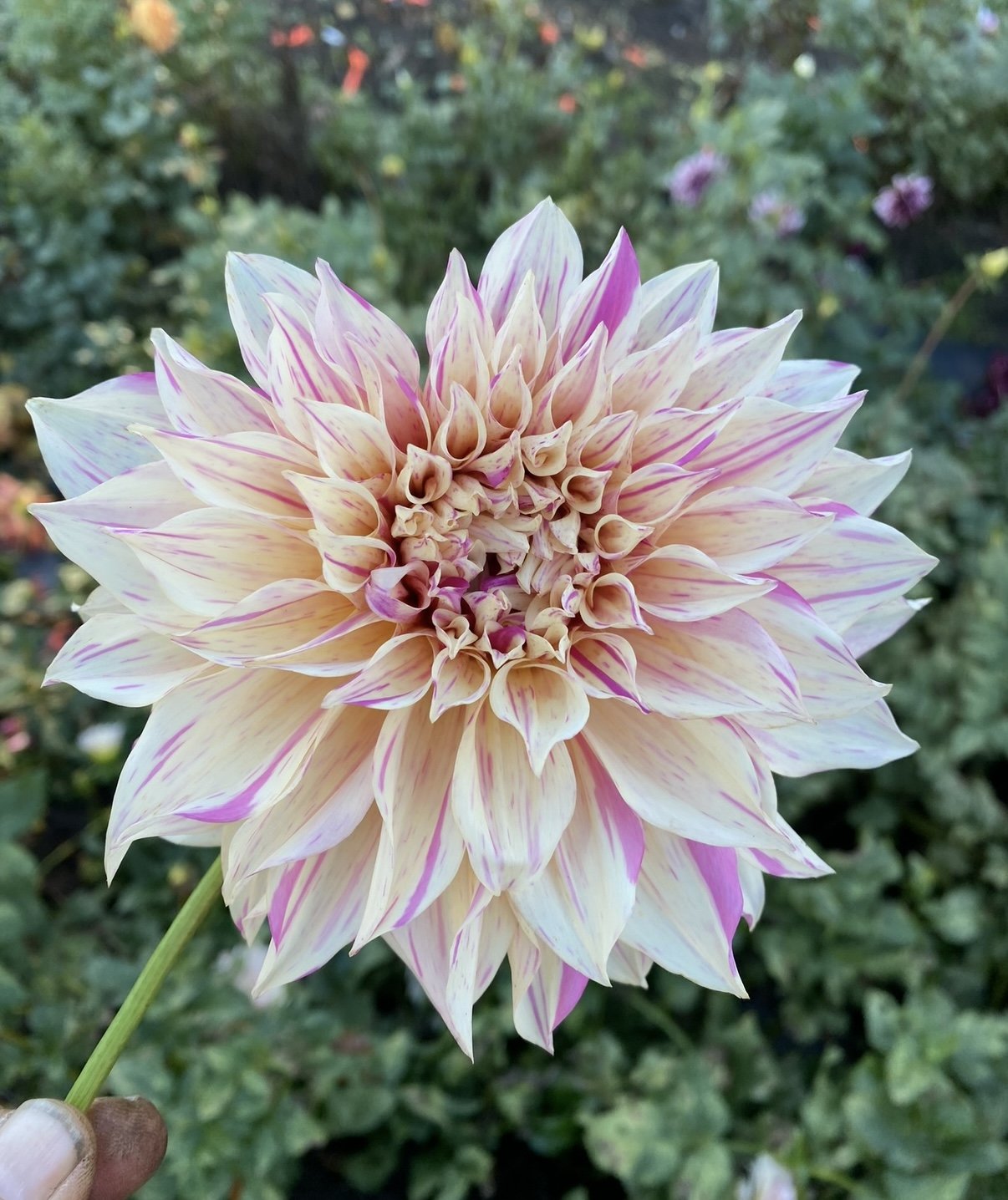 B80855EE-829D-4844-A037-424E538739E0.jpeg