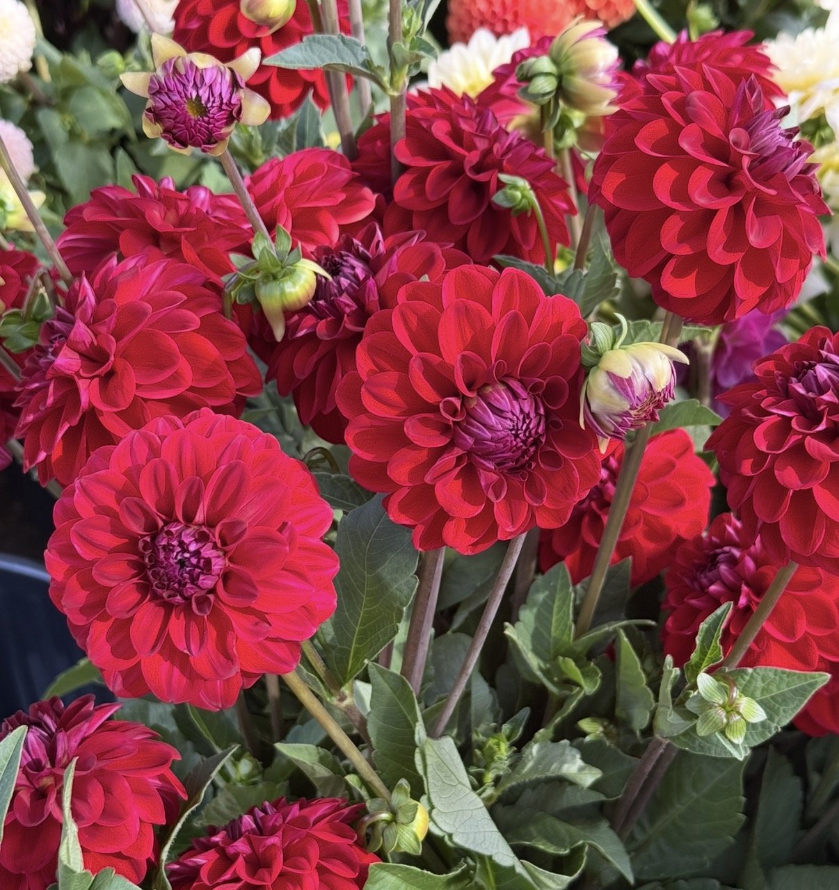 ORF Ruby (2026 Introduction)