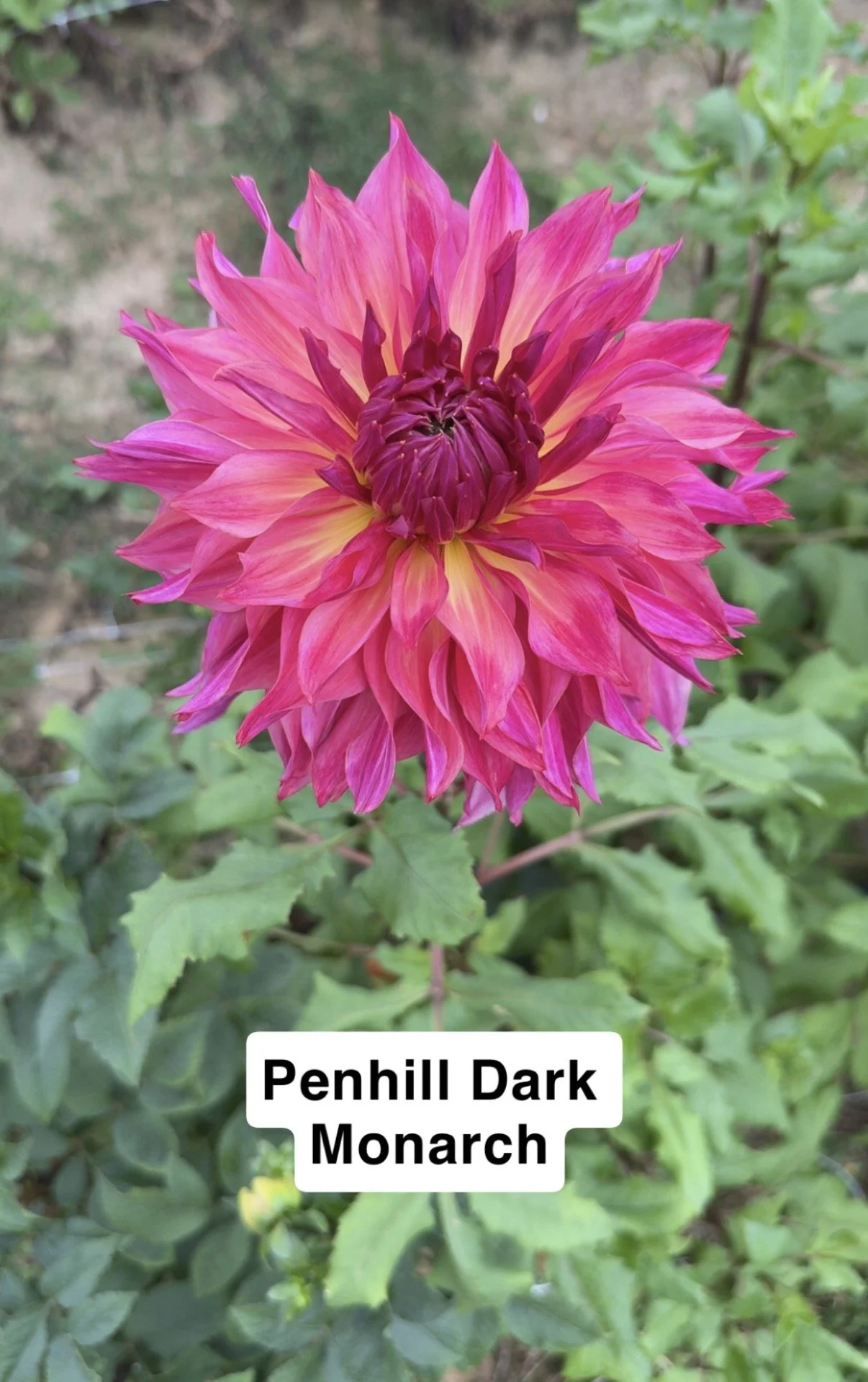 Penhill Dark Monarch