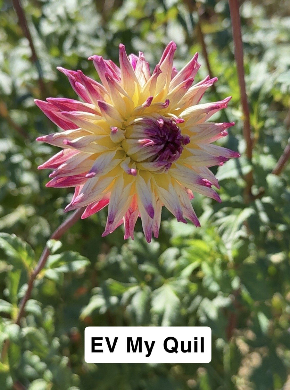 EV My Quil