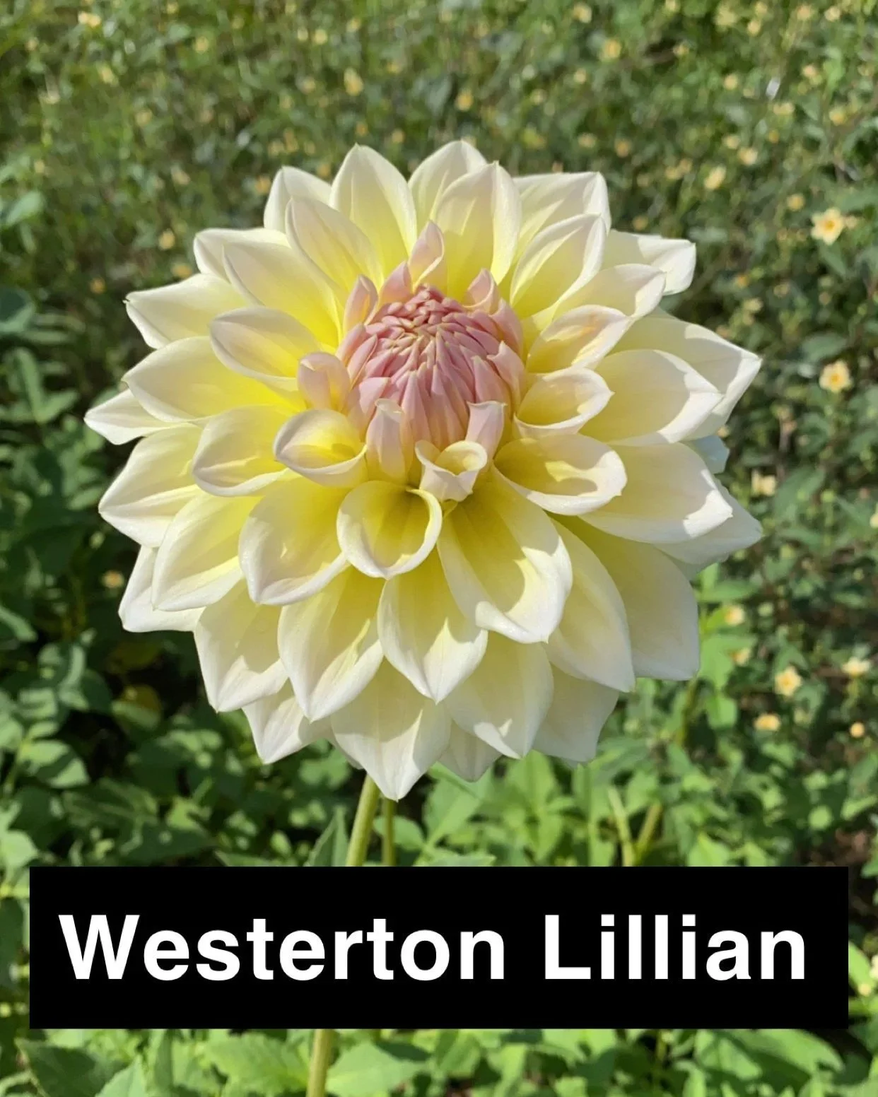 Westerton+Lilian+.jpg