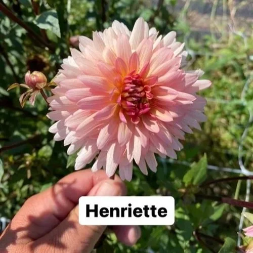 Henriette.jpg