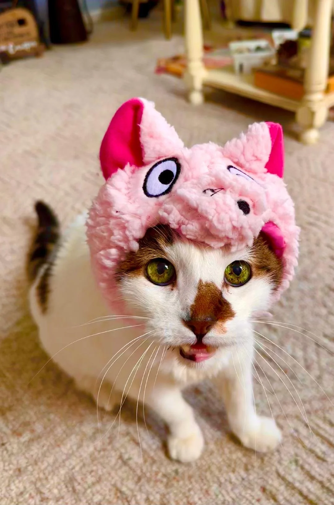 A white and brown cat wearing a pink plush hat with cartoon features, sitting on a beige carpet in a room.