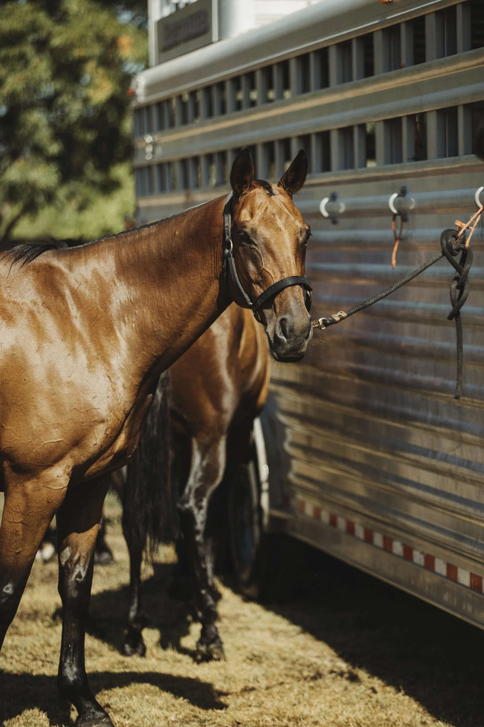 Polo horses in for the season