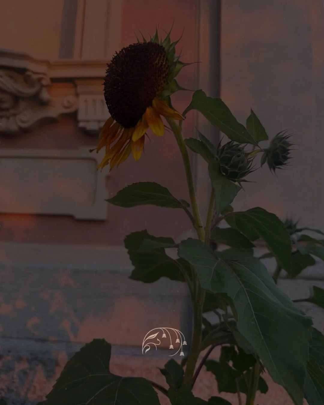 Today&rsquo;s Nectar session ended in shavasana, with church bells ringing in the distance, arriving in such precise divine timing, to the very second.

A beautiful reminder that the moment arrives perfectly, without us needing to orchestrate a thing