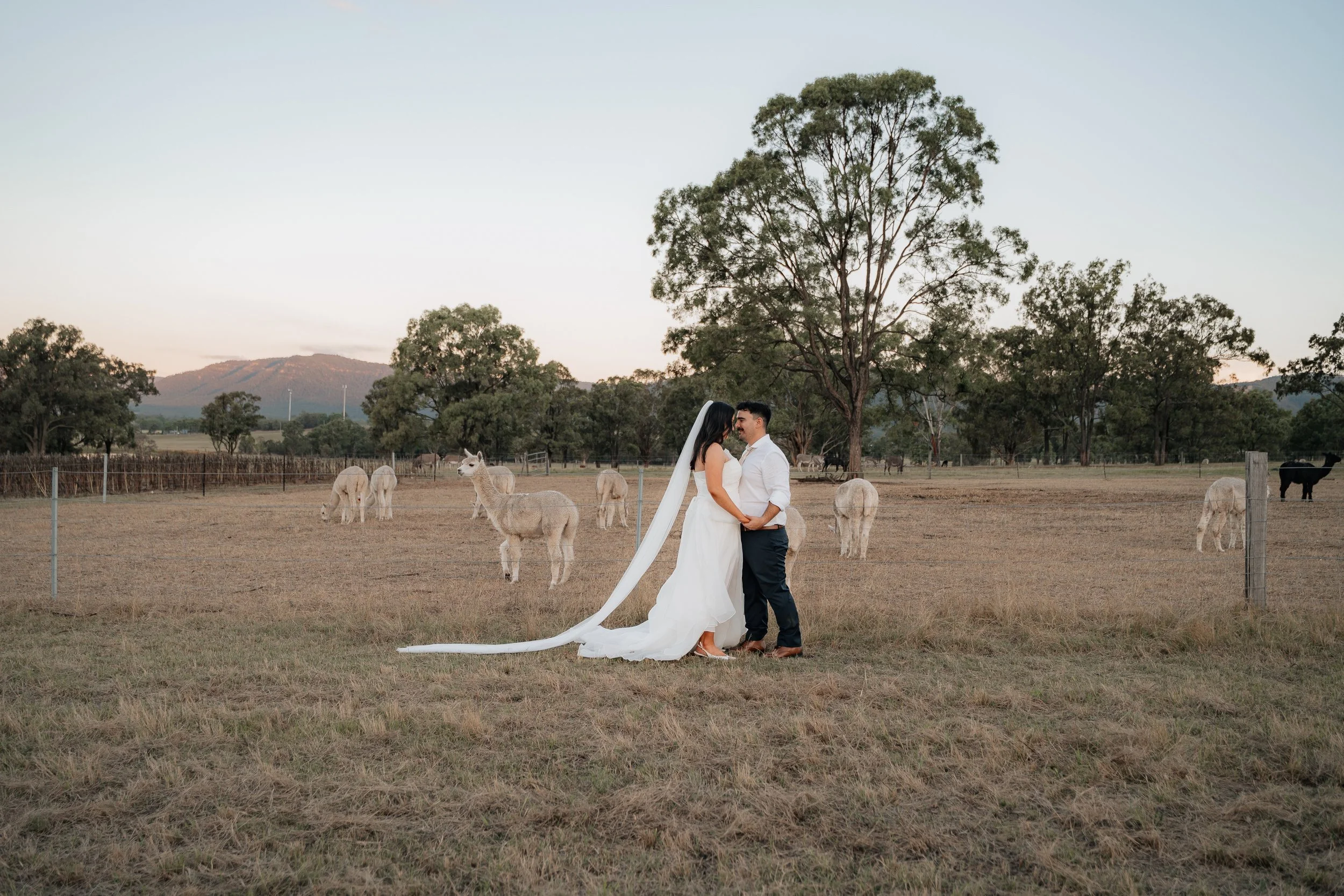 Starline Alpaca Farm Broke Wedding Photography & Videography
