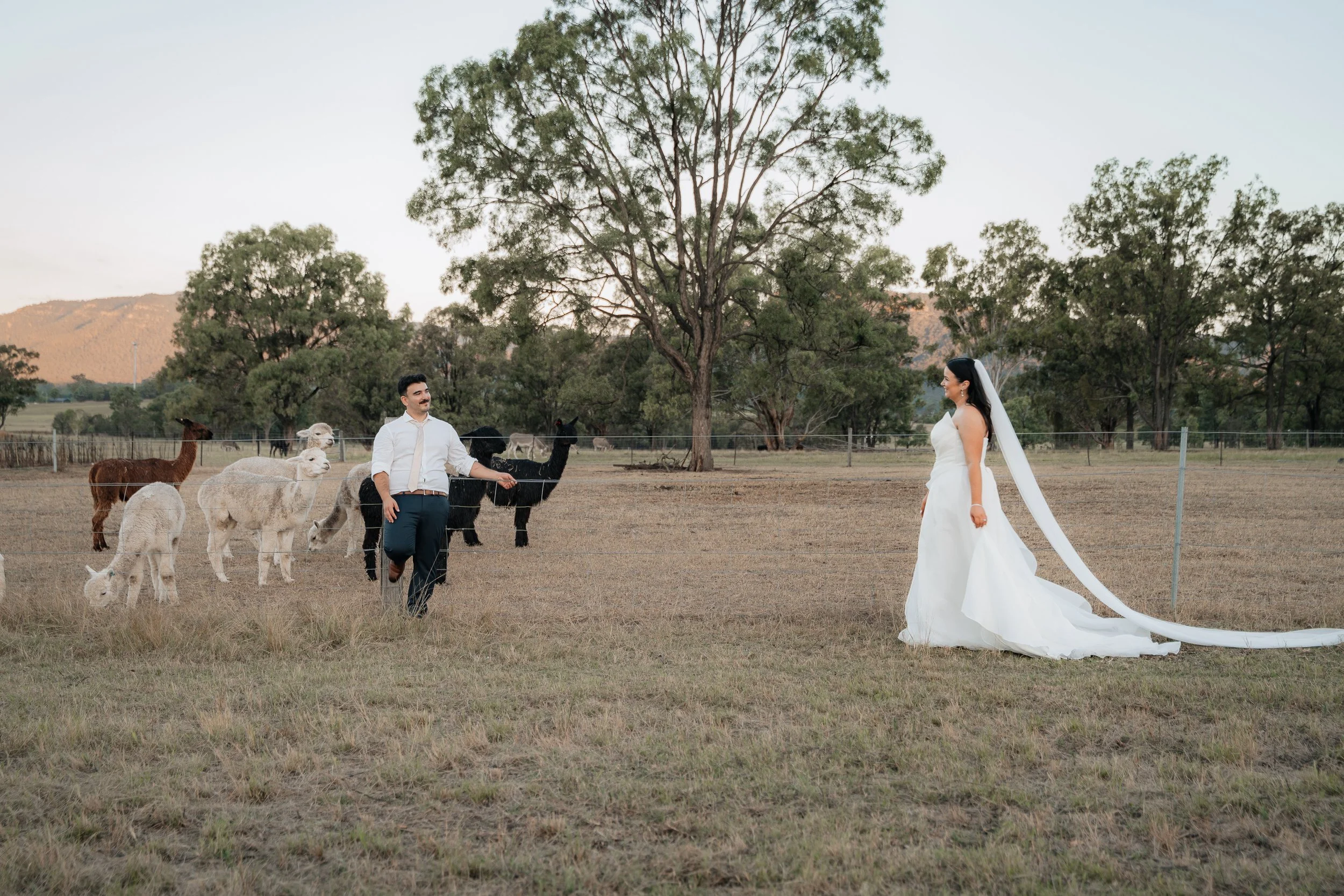Starline Alpaca Farm Broke Wedding Photography & Videography