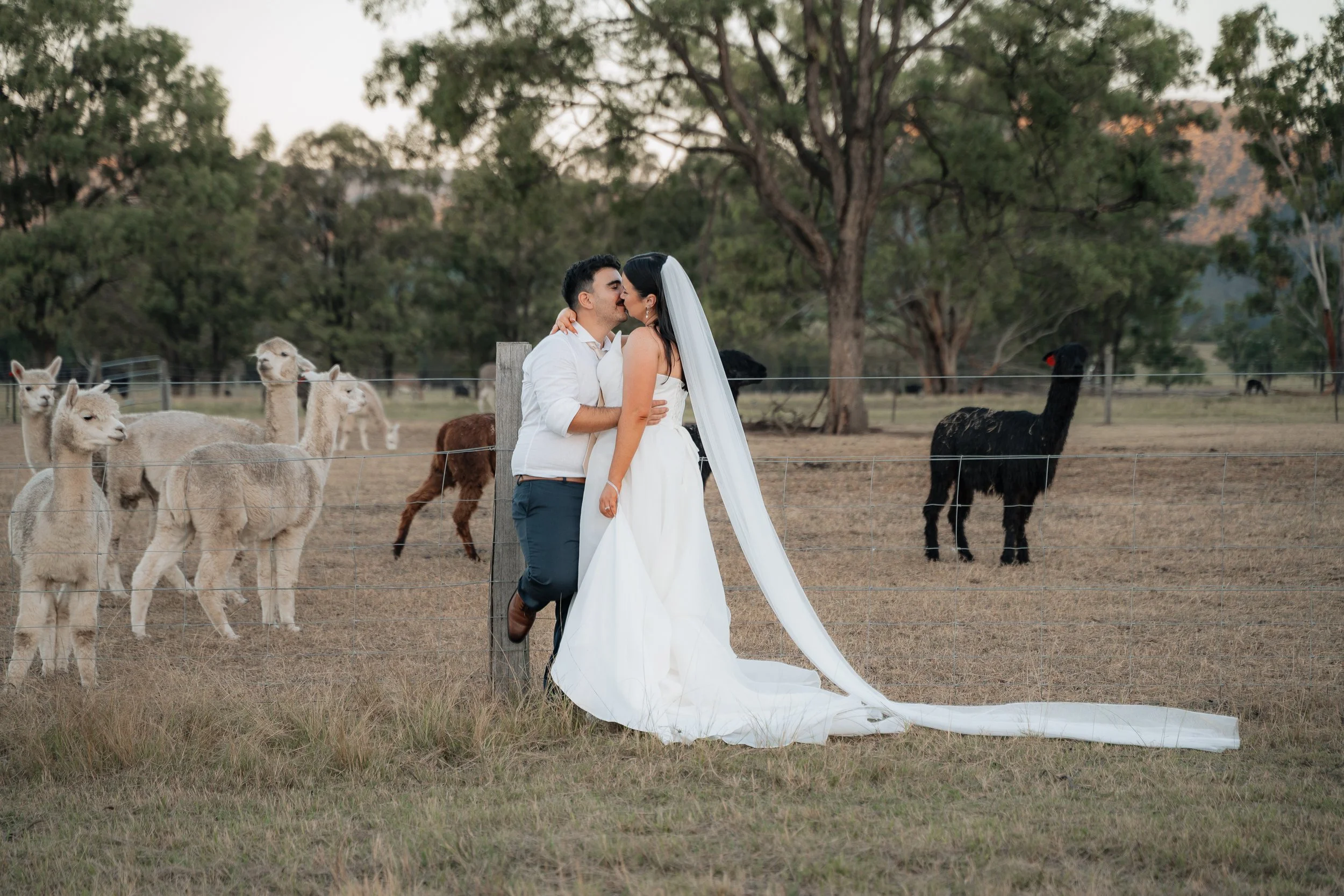 Starline Alpaca Farm Broke Wedding Photography & Videography