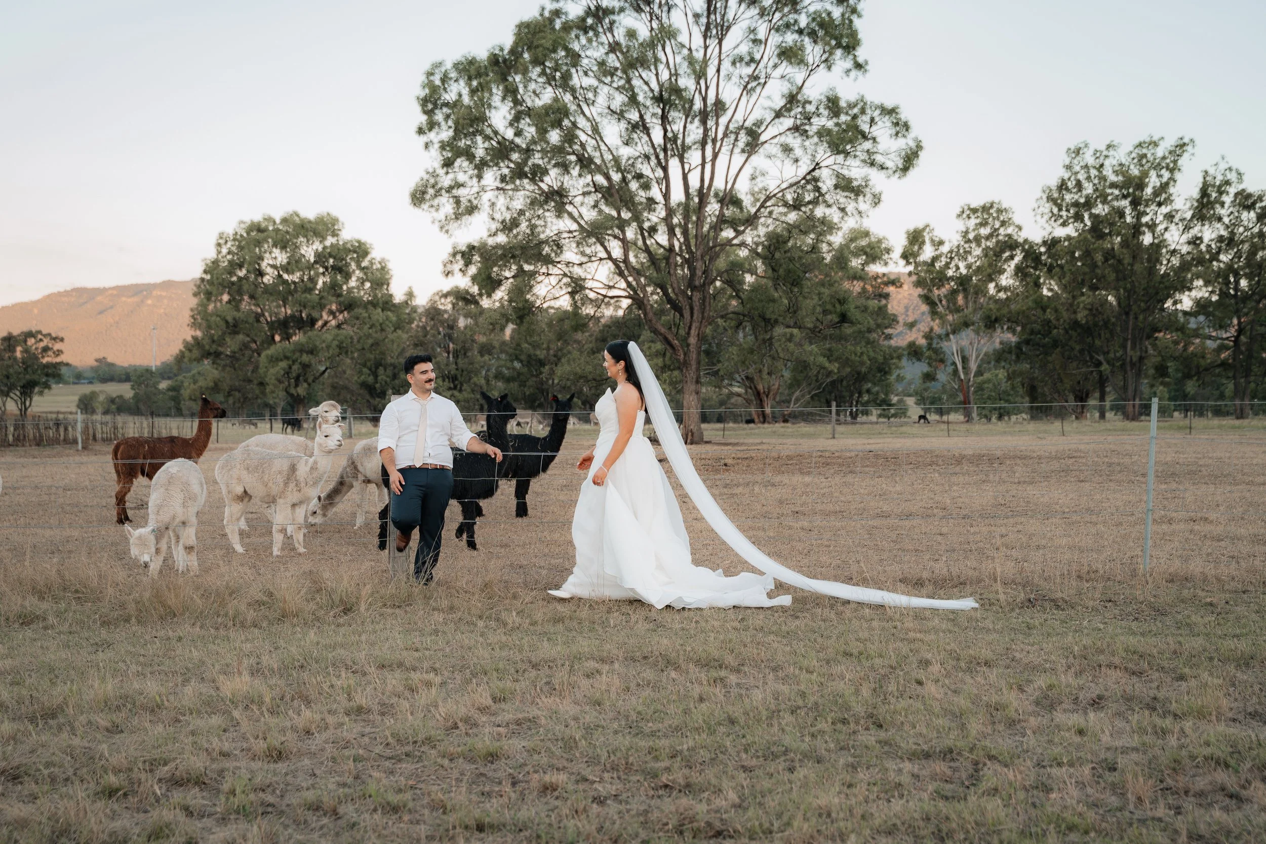 Starline Alpaca Farm Broke Wedding Photography & Videography