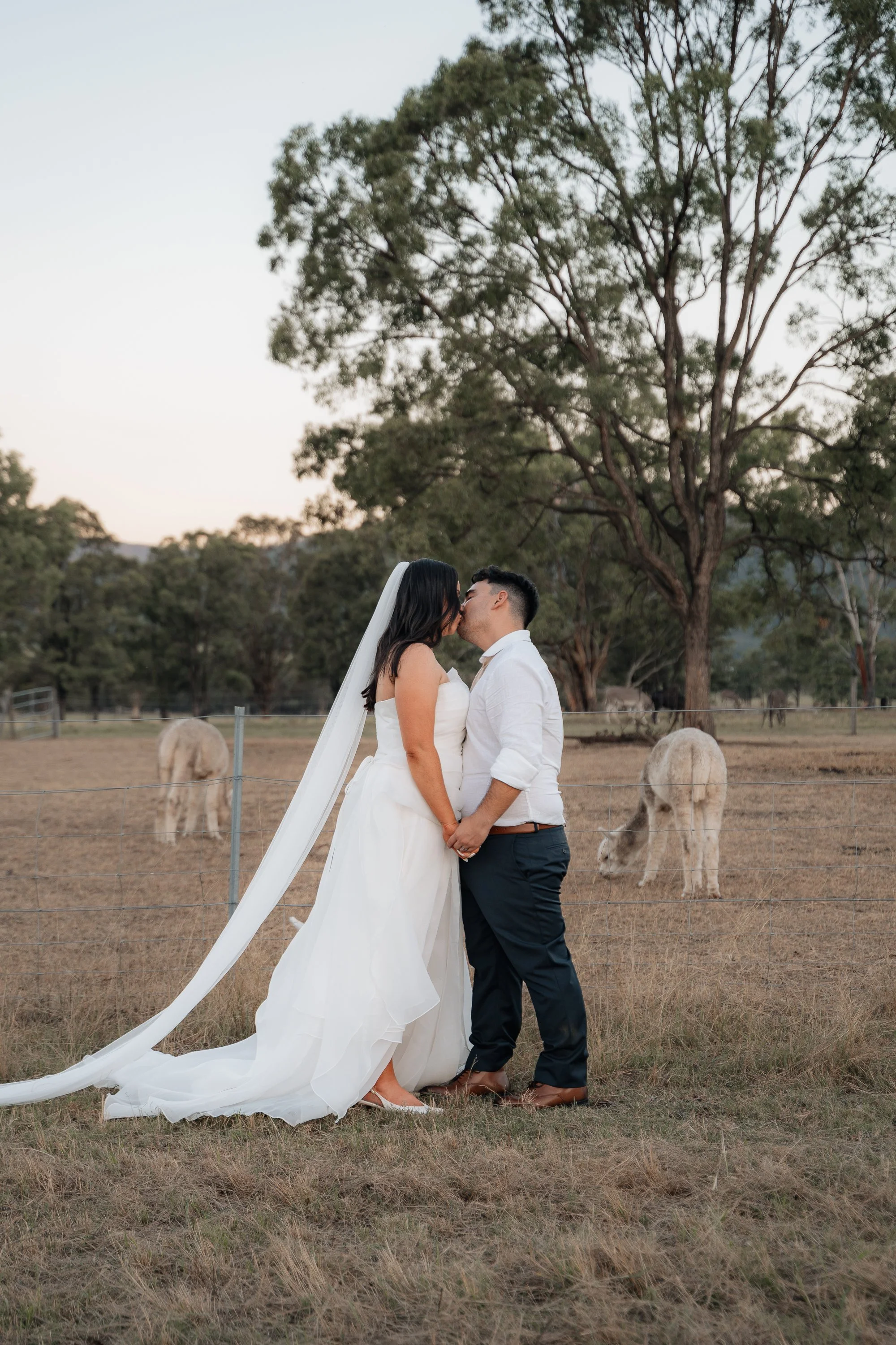 Starline Alpaca Farm Broke Wedding Photography & Videography