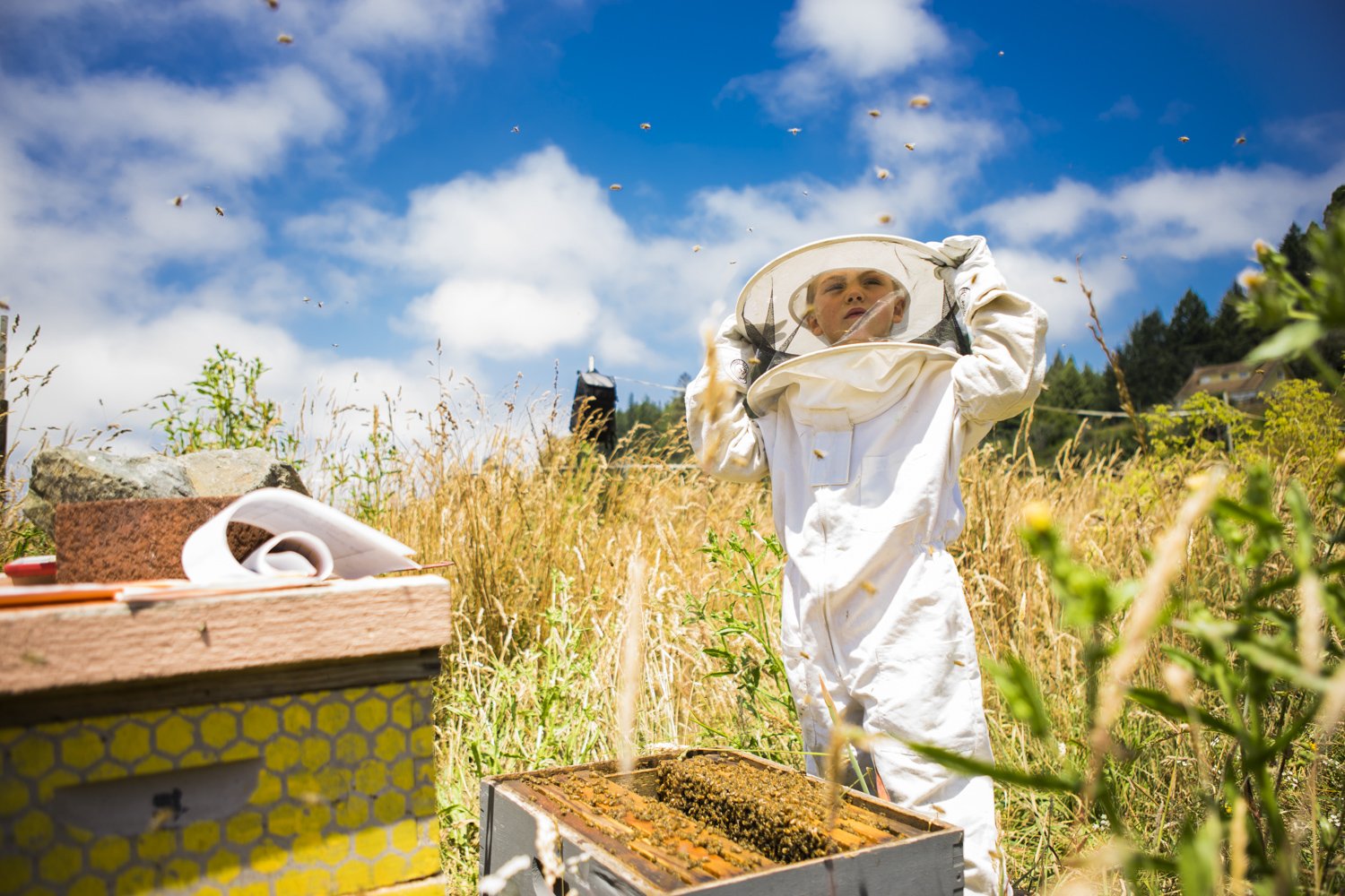 JR. BEEKEEPER:
Bodhi watching the Bayside bees.