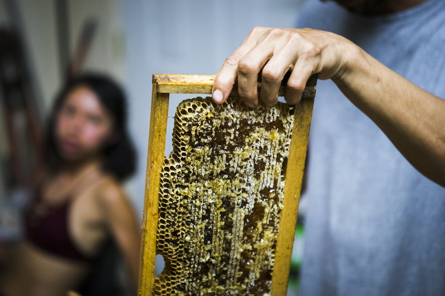 SCRAPING CELLS:
To extract honey end caps on each frame must be scraped or cut open before being hand spun in a centrifuge.
