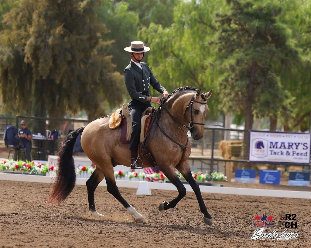 Working Equitation, Lusitano, Moorpark