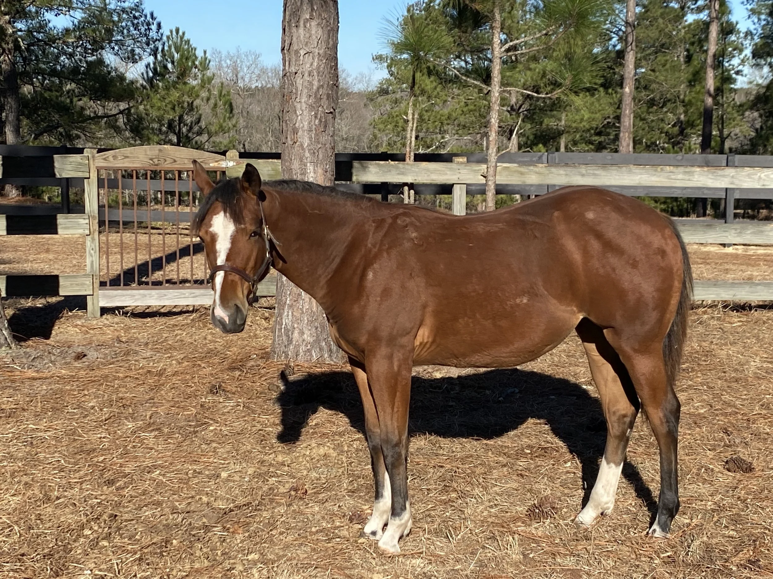 Yearlings — Foxwood Quarter Horses