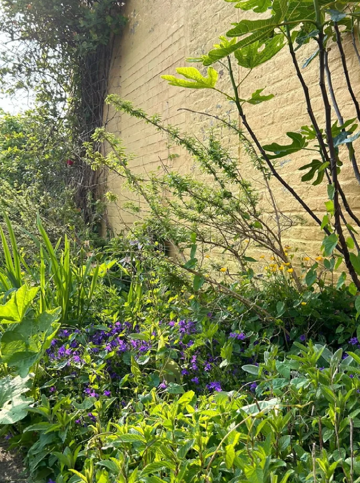 Een groene tuin met diverse planten en bloemen, tegen een gele bakstenen muur.