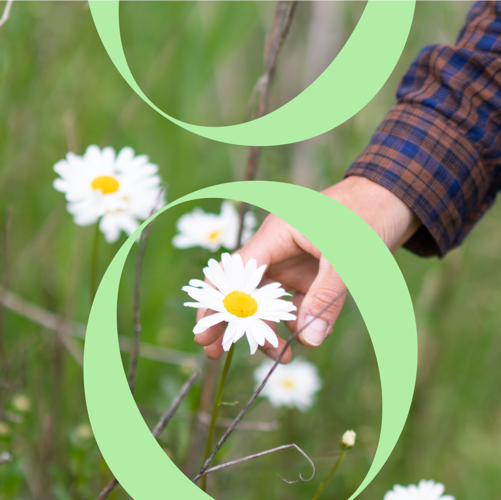 Persoon die een margrietje plukt in een veld met groene achtergrond.