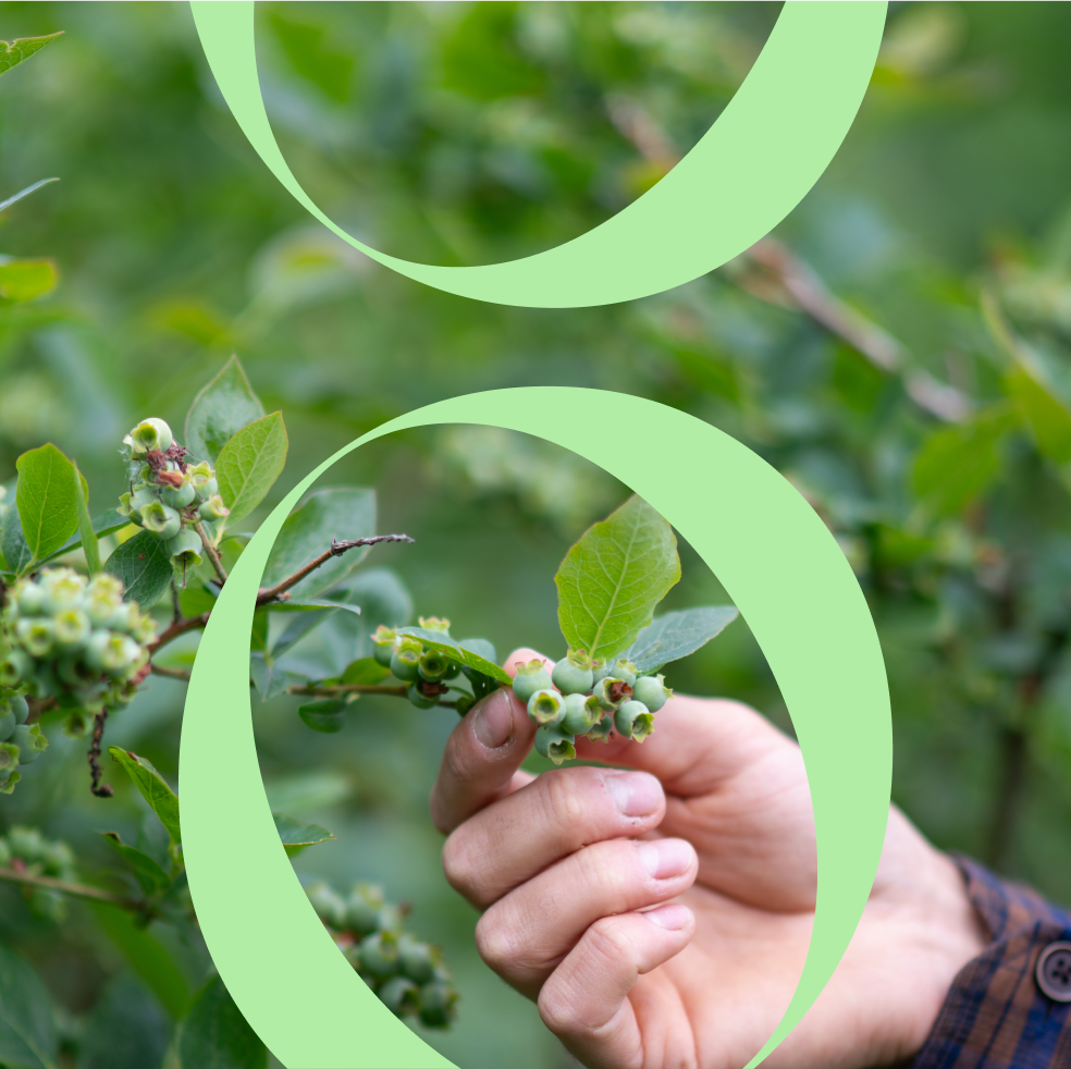 Een hand toont onrijpe blauwe bessen in een groene tuin of bos.