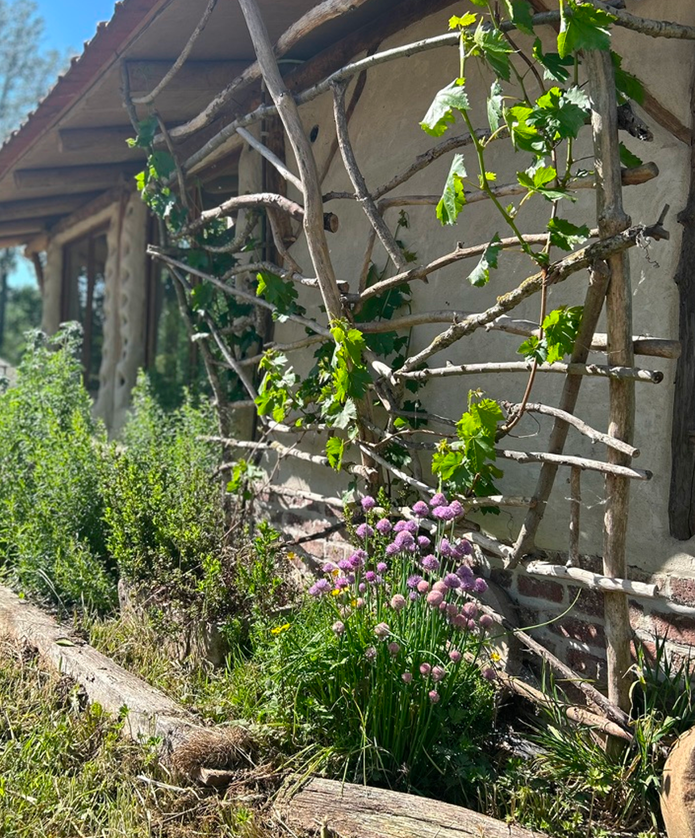 Een tuin met groene planten en paarse bloemen, tegen een muur met een houten raam en een houten klimconstructie, onder een afdak met houten draagbalken.