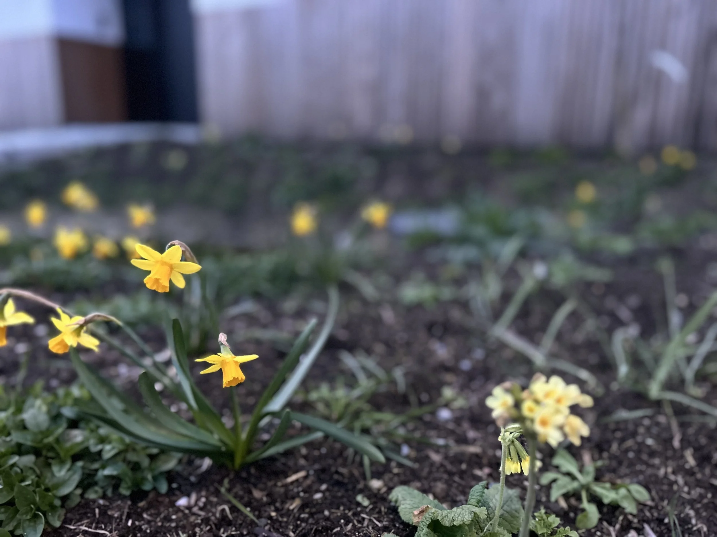 Narcissen en sleutelbloem in een tuin met aarde en een houten muurafwerking op de achtergrond.