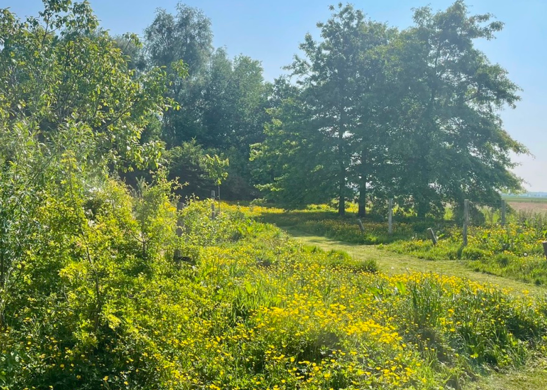 Een zonnig weidelandschap met groene bomen, struiken en bloemen, een vaag hek op de achtergrond.