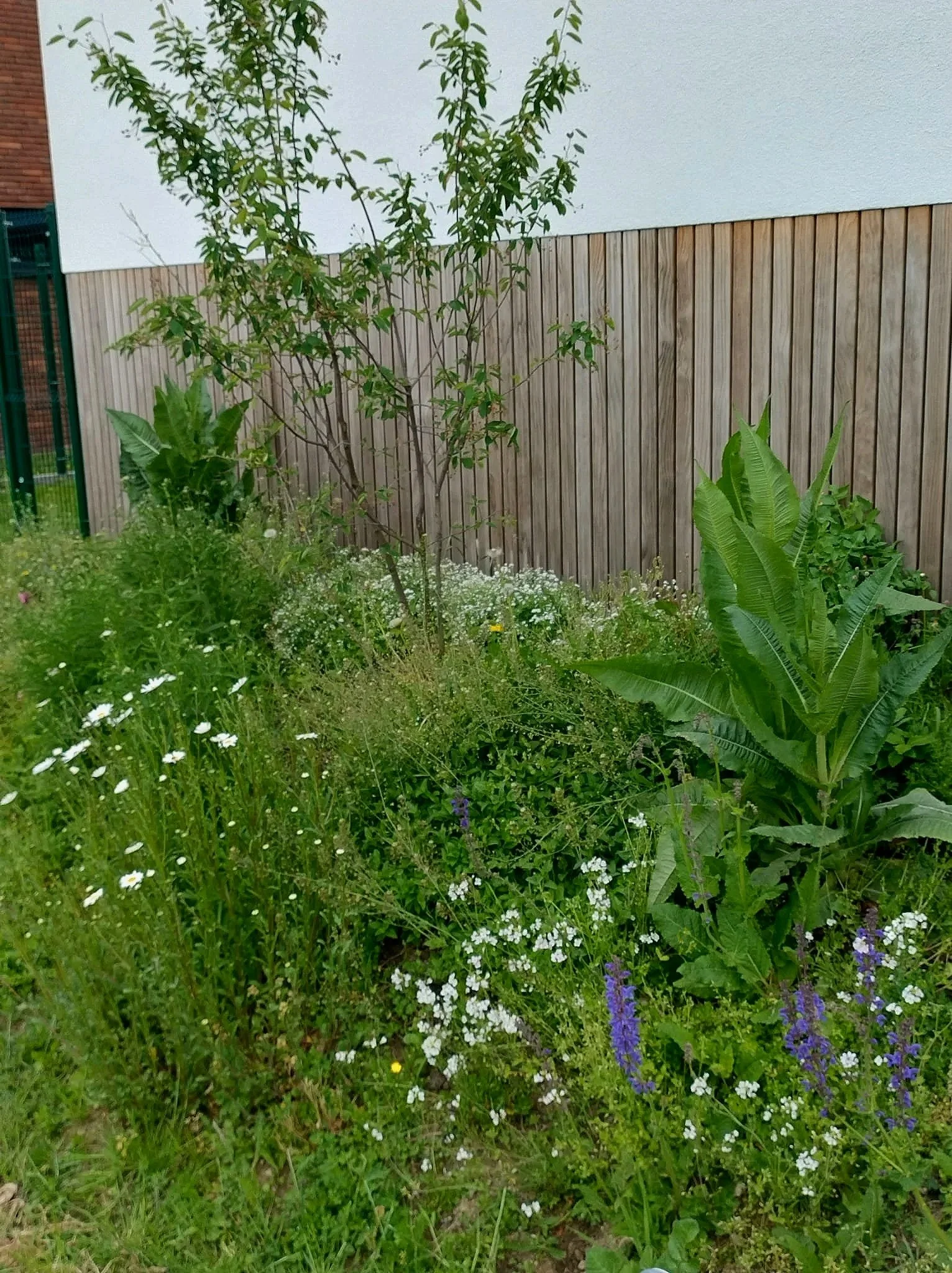 Tuin met diverse groene planten en bloemen, houten schutting op achtergrond, deels witte muur, groene planten.
