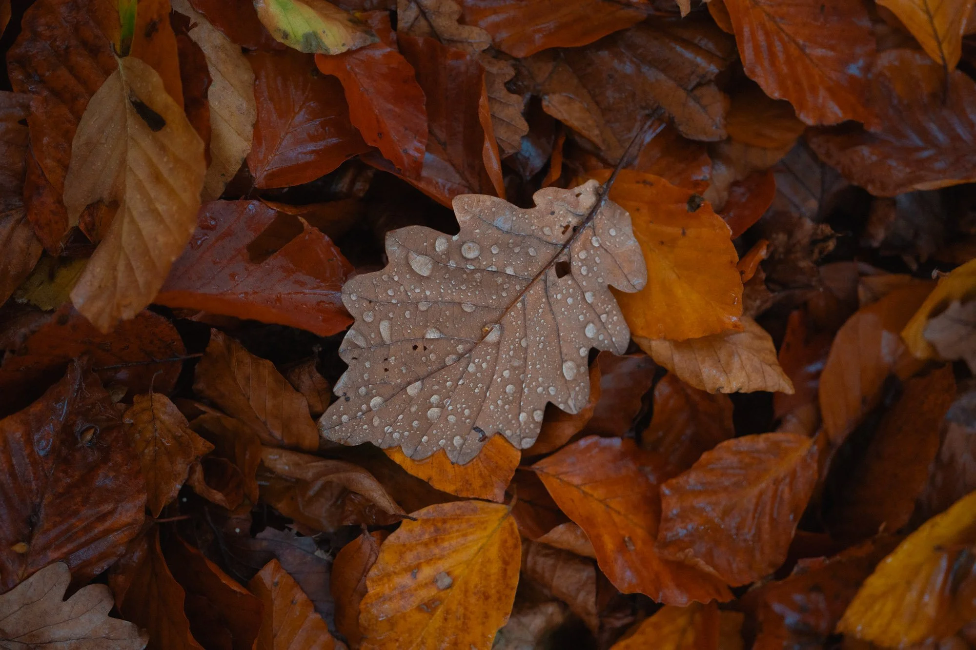 _DSC6570.jpg
