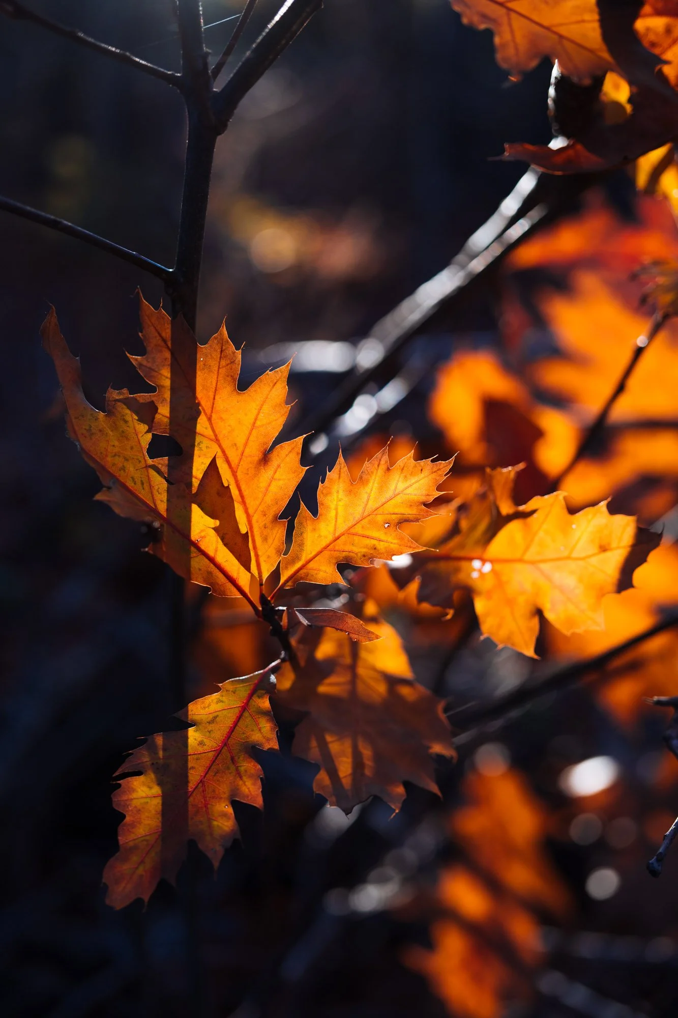 _DSC6516.jpg
