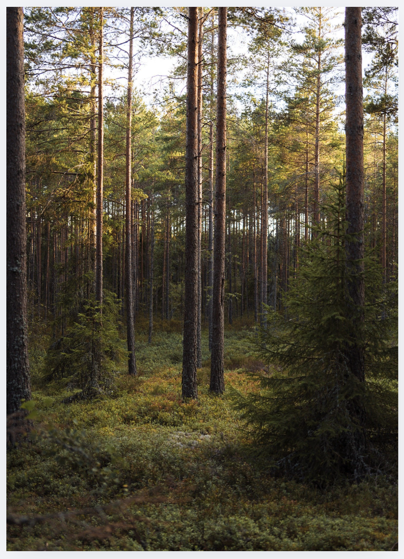 Letters of the Wild – Monthly