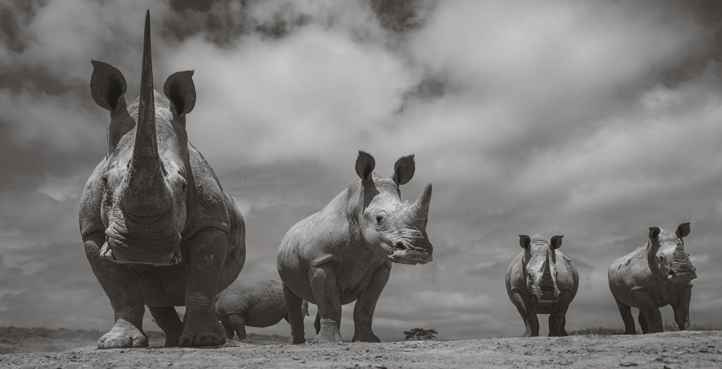 best african wildlife photo safari chags photography by amish chhagan9.jpg