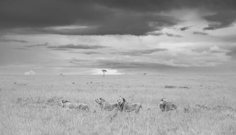 Kings Before the Storm