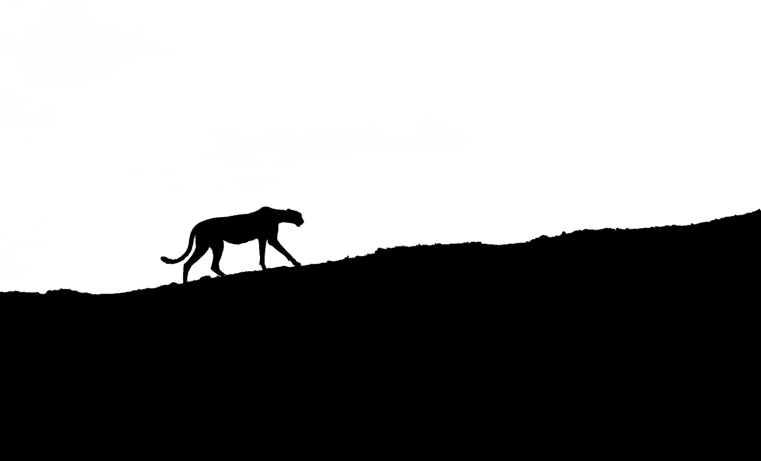 Cheetah silhouetted on a ridge against a white sky, Kenya. Minimalist fine art wildlife photograph by Amish Chhagan, Chags Photography.