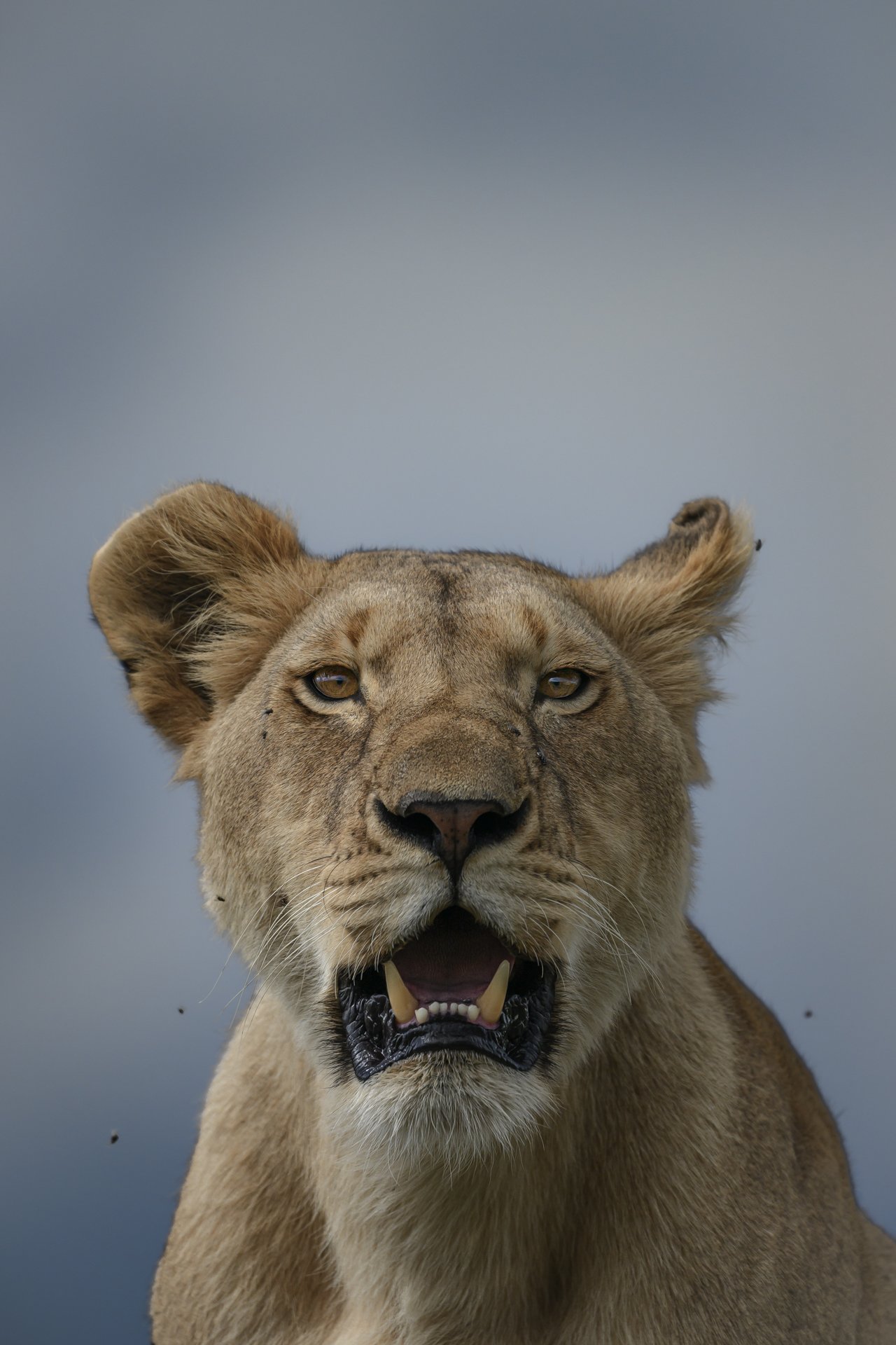 Close-up of a lioness with an open mouth, showing teeth against a cloudy sky background.