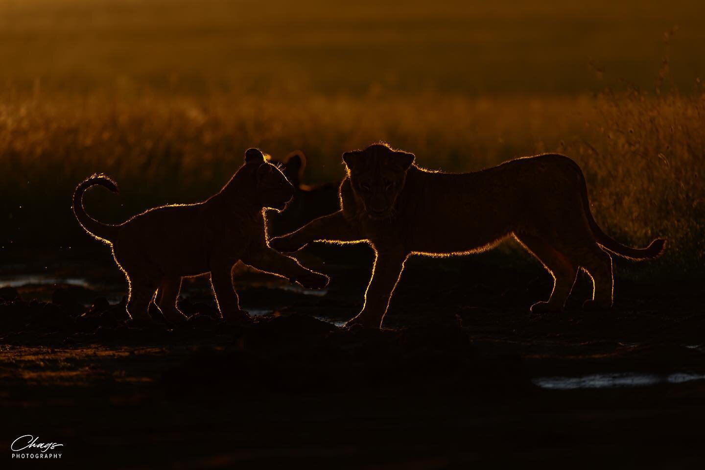 @chags.photography  Two images, one message. Between the lion cubs&rsquo; silent plea and the void of their absence, lies our choice. 
#ActForNature
#ProtectWildlife
#WorldWildlifeDay
.
.
.
.
#saveourwildlife
#chagsphotography
#naturewildlifephotogra