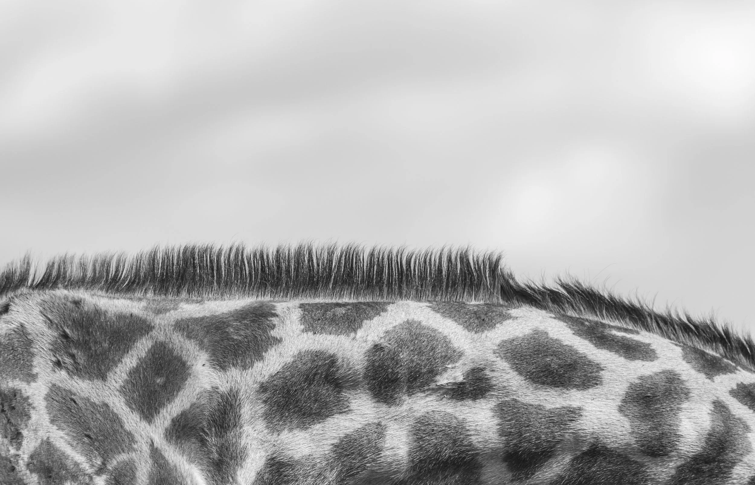 fine art interior design giraffe zambia chags photography by amish chhagan wildlife photography.jpg