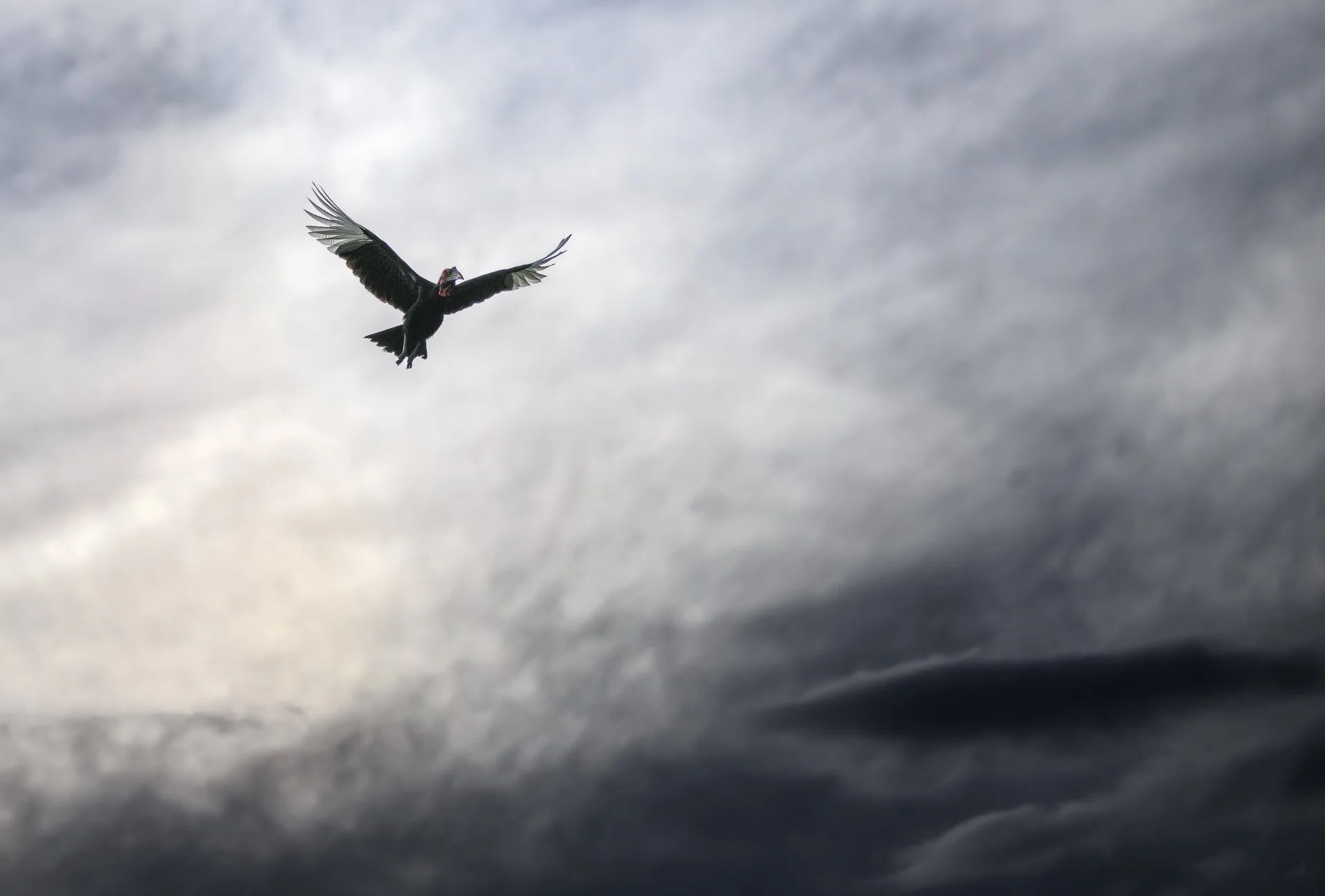 My Domain: Against a brooding sky heavy with the promise of rain, a vulture glides with effortless grace, its wings spread wide as it navigates the currents of the air.

#saveourwildlife
#chagsphotography
#naturewildlifephotography
#w1ldplanet
#petap