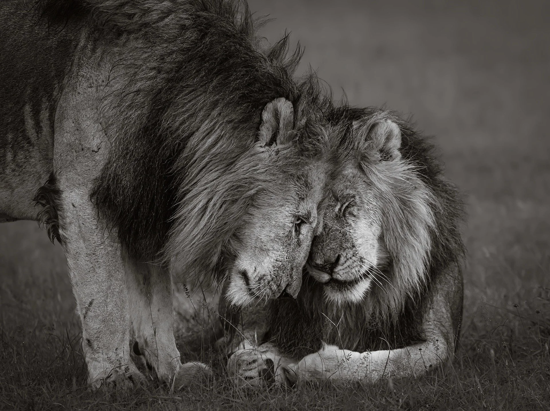 Two kings. One bond.
⠀
In the wild, moments like this are rare&mdash;a tender embrace between lion brothers, forged by blood and survival. 

⠀
#LionsOfAfrica #BrotherhoodInTheWild #KingsOfTheSavannah #saveourwildlife
#chagsphotography
#naturewildlife
