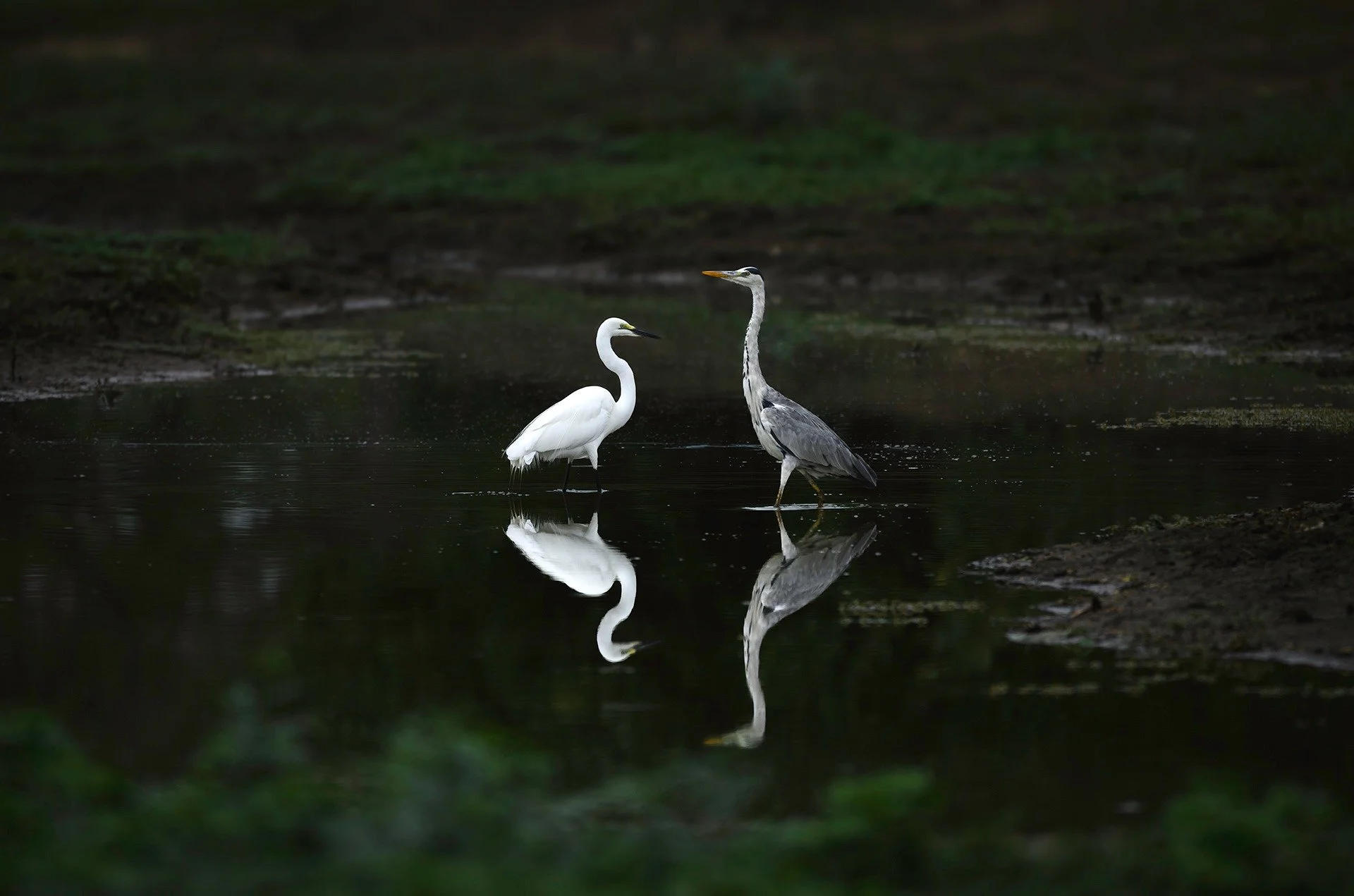 Mirrored Grace...

Two birds reflected in perfect stillness across dark waters, a moment of symmetry.

 #reflections #reflection #reflection_shots 
#saveourwildlife
#chagsphotography
#naturewildlifephotography
#w1ldplanet
#petapixel
#yourshotphotogra