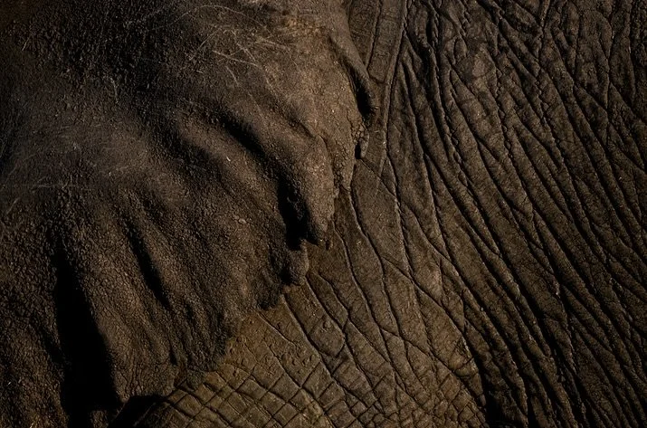 Giants with gentle souls, carrying the stories of the wild.
#WorldElephantDay
#saveourwildlife
#chagsphotography
#naturewildlifephotography
#w1ldplanet
#petapixel
#yourshotphotographer
#TheWildlifeBiologist
#natgeoindia
#BBCWildlifePOTD
#photooftheda