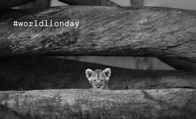 World Lion Day 🦁
Strength, grace, and the heartbeat of the savannah. 
#WorldLionDay
#saveourwildlife
#chagsphotography
#naturewildlifephotography
#w1ldplanet
#petapixel
#yourshotphotographer
#TheWildlifeBiologist
#natgeoindia
#BBCWildlifePOTD
#photo