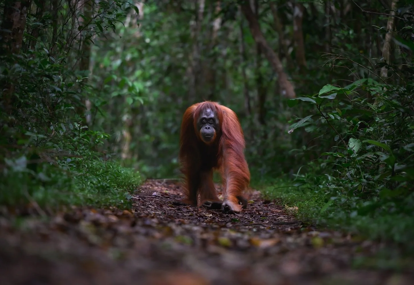 Curious, intelligent, and endangered. Orangutans share 97% of our DNA &mdash; and yet their future rests in our hands. #WorldOrangutanDay

Nikon Z9
Nikkor 24-70mm
Nikkor 70-200mm
@nikonmea 

#saveourwildlife
#chagsphotography
#naturewildlifephotograp