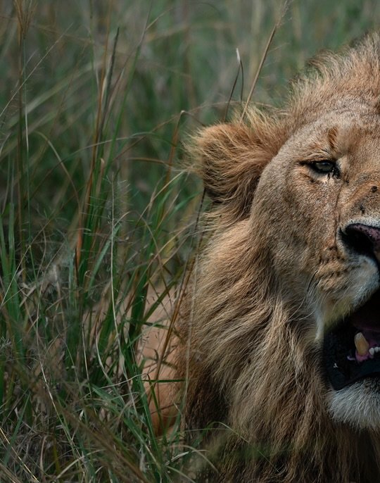 The wild doesn&rsquo;t need us. We need the wild. 

Nikon Z9, Nikkor 180-600mm
@nikonmea @nikonkenya 
#saveourwildlife
#chagsphotography
#naturewildlifephotography
#w1ldplanet
#petapixel
#yourshotphotographer
#TheWildlifeBiologist
#natgeoindia
#BBCWi