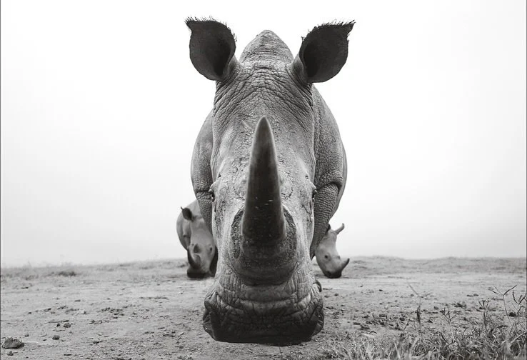 A creature of strength and grace, shaped by millions of years, yet brought to the edge by human greed. On World Rhino Day, let&rsquo;s remember: their horn holds no magic, no medicine, no worth&mdash;except to the rhino itself.

May we fight for thei