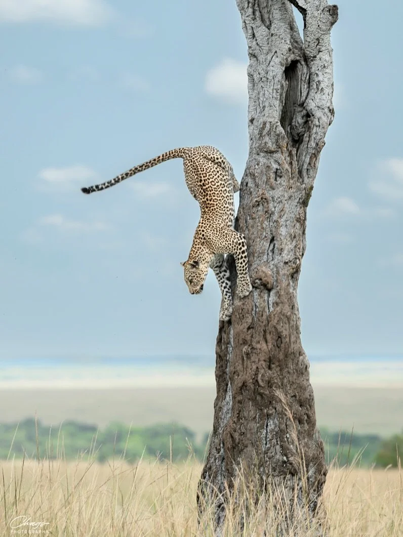 Another year, another leap.

I&rsquo;ve always had a soft spot for leopards &mdash; solitary and graceful, moving with a calm authority that asks nothing of the world, yet when they appear, they demand your full attention. They navigate with quiet co