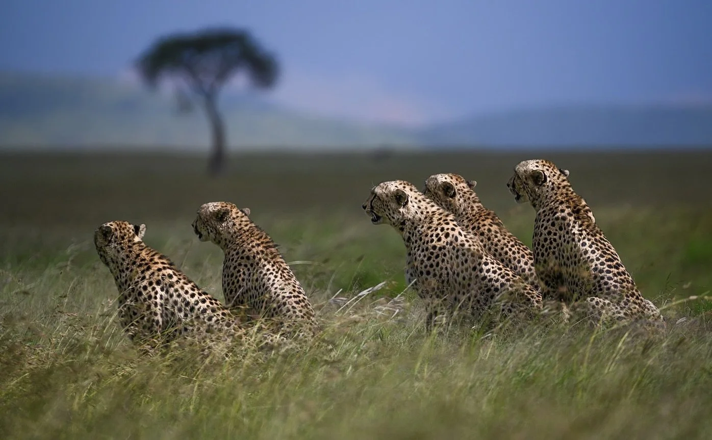 Today marks both International Cheetah Day and Wildlife Conservation Day &mdash; a fitting reminder that the fastest land animal on Earth is also one of the most vulnerable.

Cheetahs once roamed across vast parts of Africa, the Middle East, and Indi