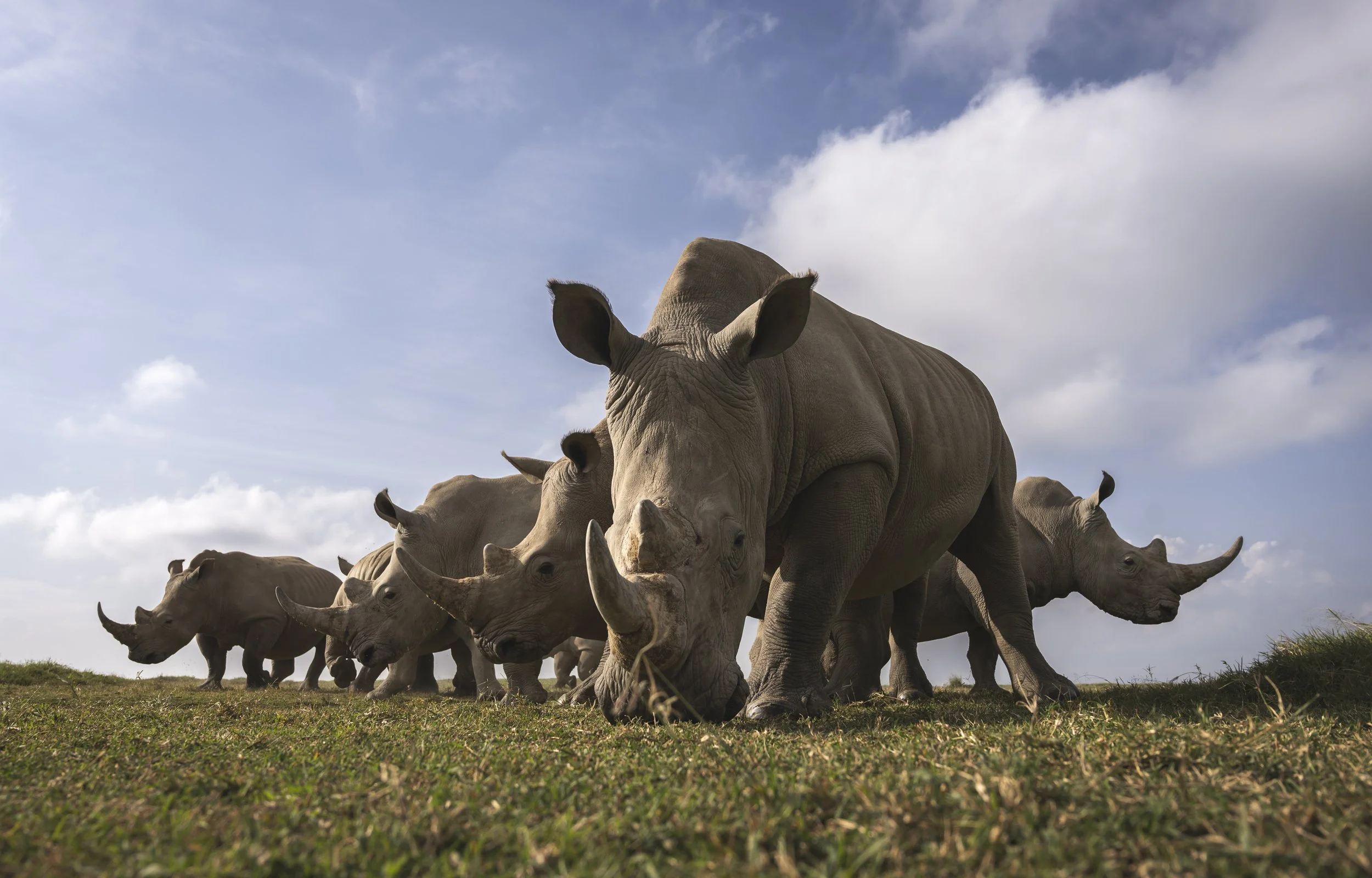 fine art interior design white rhinos chags photography by amish chhagan wildlife photography.jpg