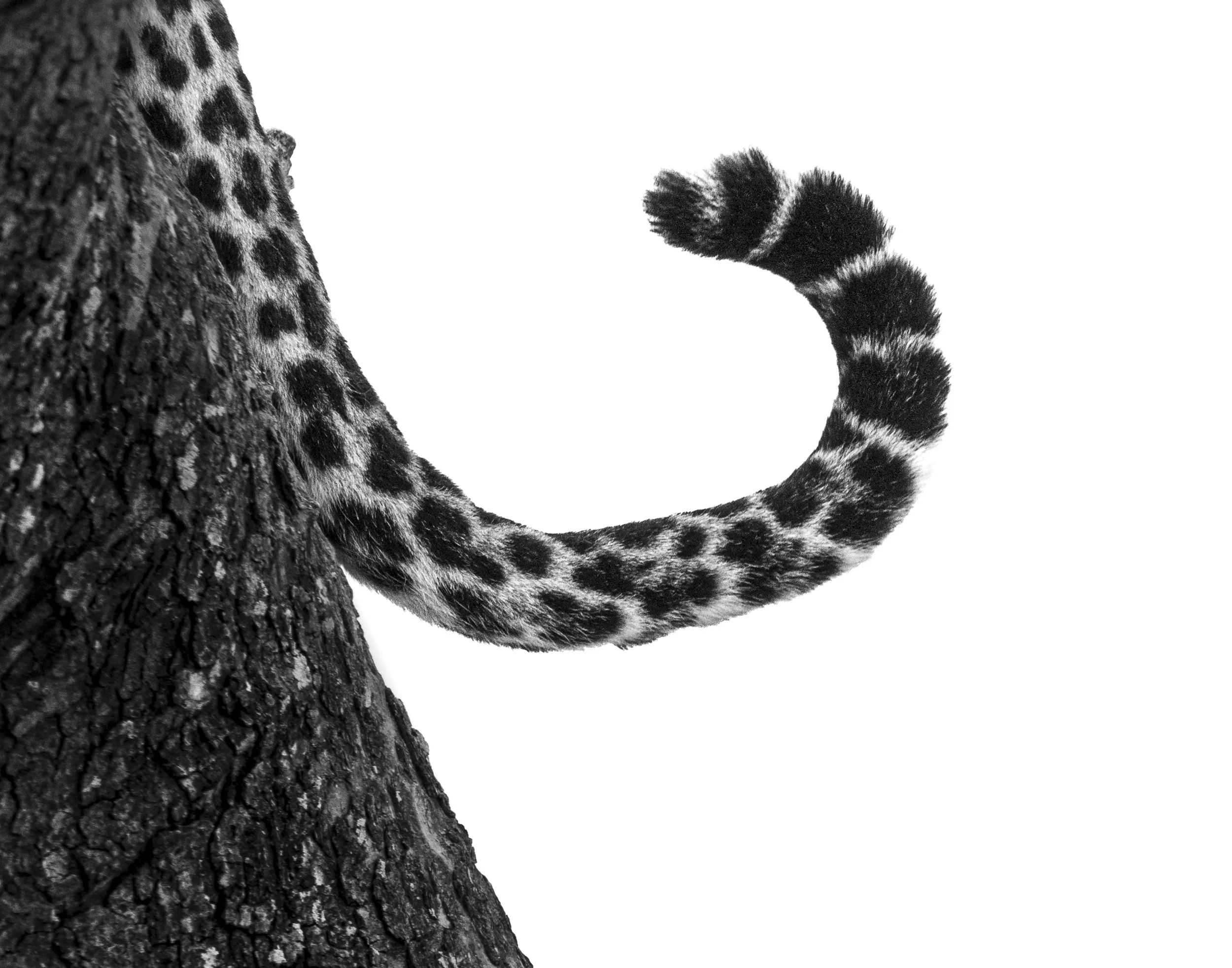 chags photography by amish chhagan fine art prints wildlife photography1.jpg