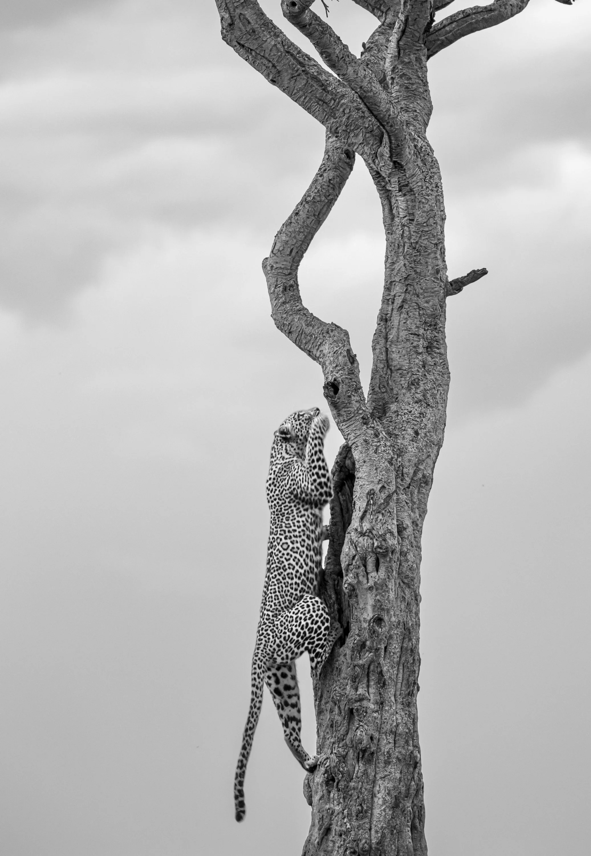 A black and white photo of a leopard climbing a tall tree with multiple branches and textured bark. The leopard is gripping the tree with its paws and looking upward. The sky in the background is cloudy.