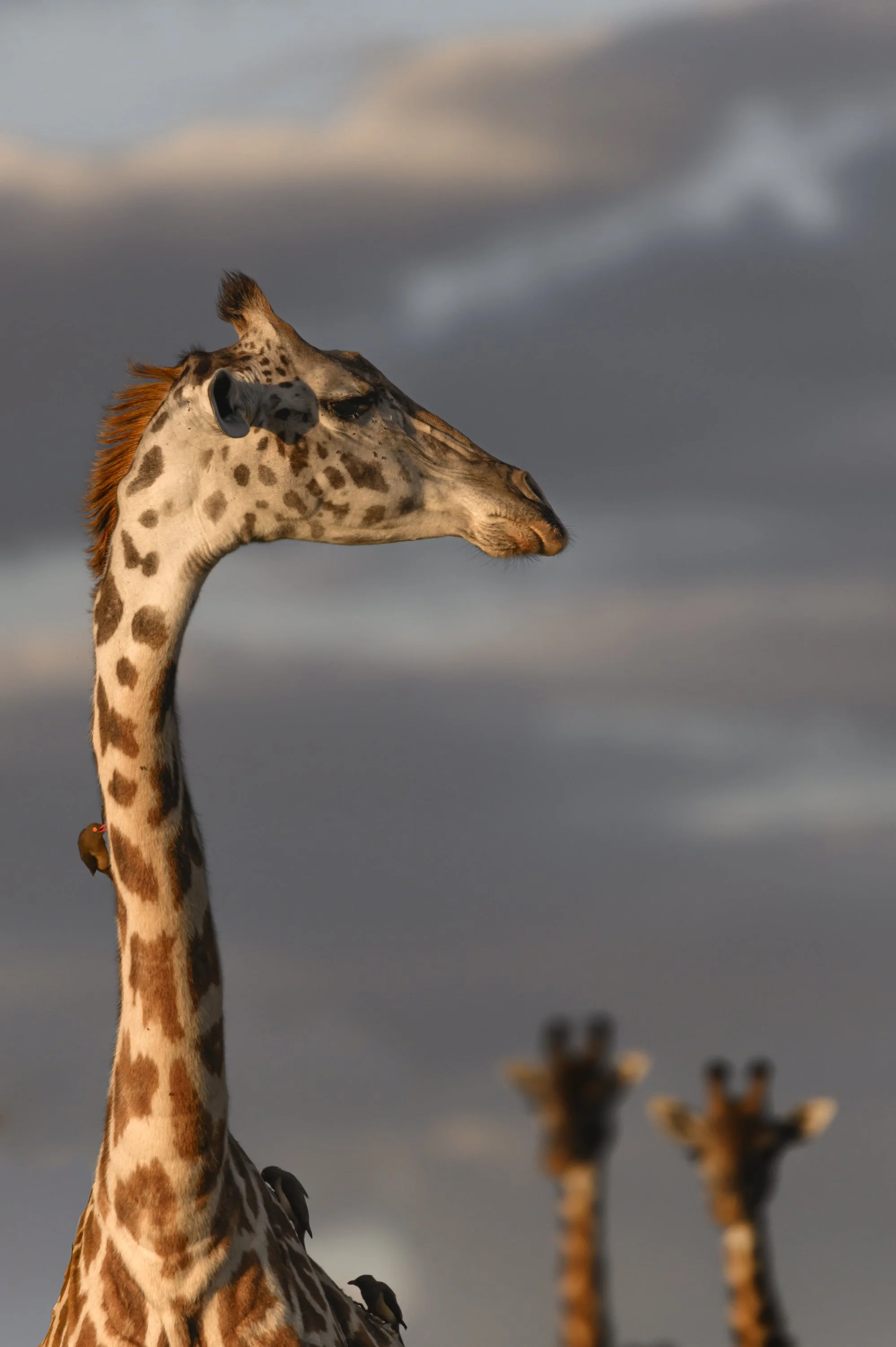 wildlife photography national geographic chags photography by amish chhagan